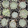 [PACK of 10 PLANTS] x Graptoveria 'Wind of Change'