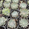 [PACK of 10 PLANTS] x Graptoveria 'Wind of Change'