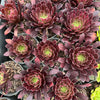 [PACK of 10 PLANTS] x  Aeonium 'Inferno'