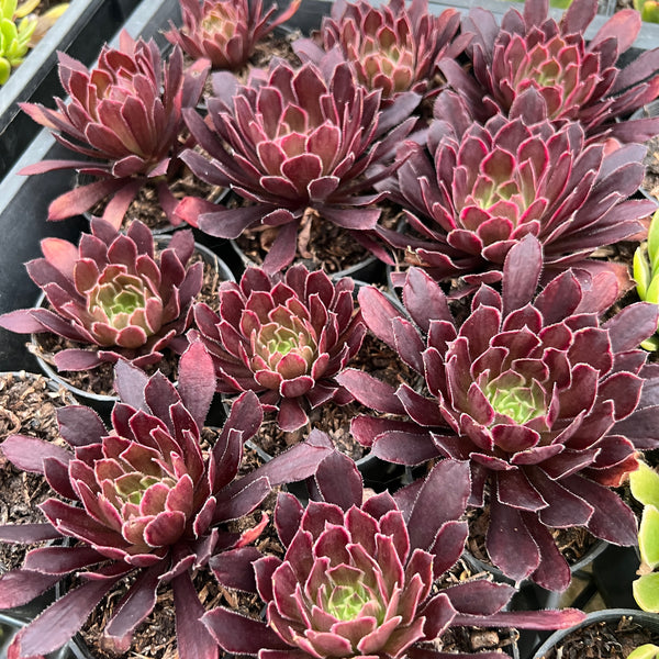 Aeonium 'Inferno'