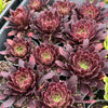 [PACK of 10 PLANTS] x  Aeonium 'Inferno'