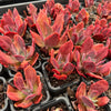 [PACK of 10 PLANTS] x Echeveria 'Diamond State' Variegated