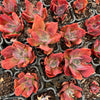 [PACK of 10 PLANTS] x Echeveria 'Diamond State' Variegated