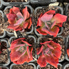 [PACK of 10 PLANTS] x Echeveria 'Diamond State' Variegated