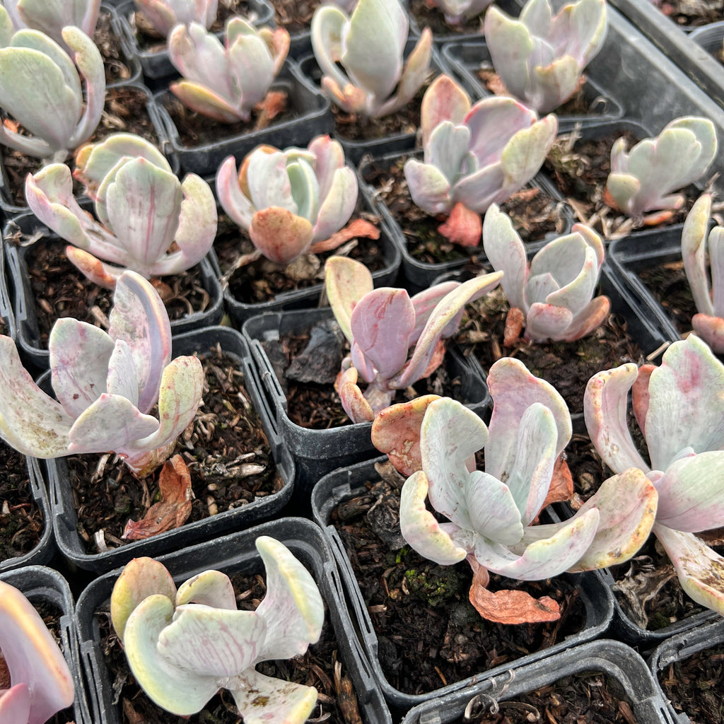 [PACK of 10 PLANTS] x  Echeveria 'Jocelyn's Joy'