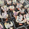 [PACK of 10 PLANTS] x  Echeveria 'Jocelyn's Joy'