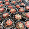[PACK of 10 PLANTS] x Echeveria 'Hepburn' (SIZE S)