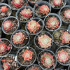 [PACK of 10 PLANTS] x Echeveria 'Hepburn' (SIZE S)