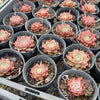 [PACK of 10 PLANTS] x Echeveria 'Hepburn' (SIZE S)