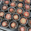 [PACK of 10 PLANTS] x Echeveria 'Hepburn' (SIZE S)