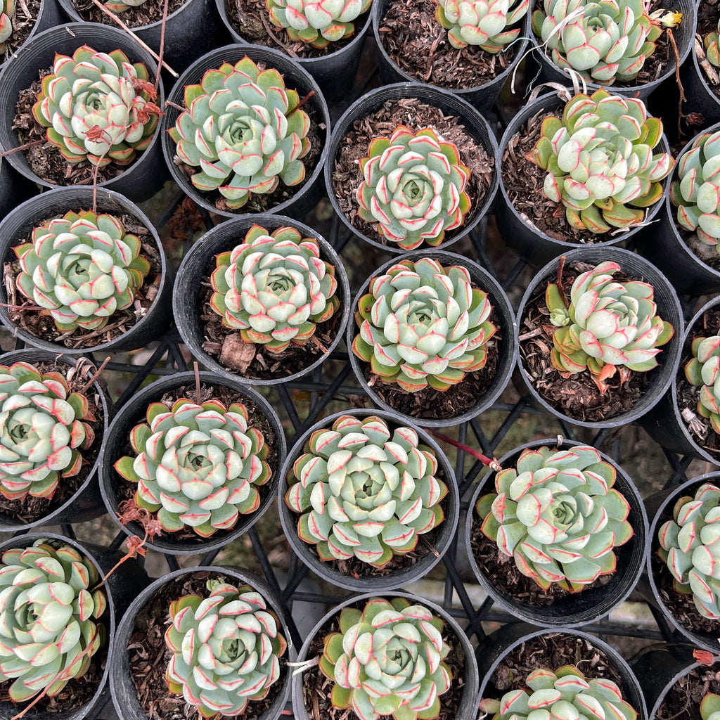 [PACK of 10 PLANTS] x  Echeveria 'Dream Rose'
