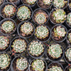 [PACK of 10 PLANTS] x  Echeveria 'Dream Rose'