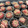 [PACK of 10 PLANTS] x Echeveria 'Chocolate Lady'