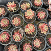 [PACK of 10 PLANTS] x Echeveria 'Chocolate Lady'