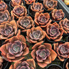 [PACK of 10 PLANTS] x  Echeveria cv. 'Blue Metal'