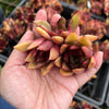 [20 CUTTINGS PACK] x  Echeveria 'Benimusume'