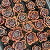 [PACK of 10 PLANTS] x  Echeveria cv. 'Blue Metal'
