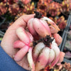 [20 CUTTINGS PACK] x  Echeveria 'Benimusume'
