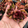 [20 CUTTINGS PACK] x  Echeveria 'Benimusume'