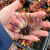 [20 CUTTINGS PACK] x  Echeveria 'Benimusume'