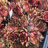 [20 CUTTINGS PACK] x  Echeveria 'Benimusume'