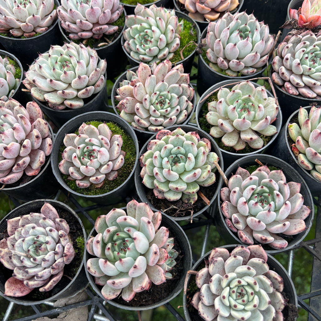 [PACK of 10 PLANTS] x Echeveria 'Red Absinthe' – LET LOVE GROW ...