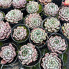 [PACK of 10 PLANTS] x Echeveria 'Red Absinthe'