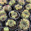 [PACK of 10 PLANTS] x Sempervivum cv. 'Mahogany' (w/pup)