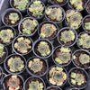 [PACK of 10 PLANTS] x Sempervivum cv. 'Mahogany' (w/pup)