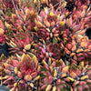 [20 CUTTINGS PACK] x  Echeveria 'Benimusume'