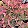 [PACK of 10 PLANTS] x  Echeveria 'Dick's Pink'