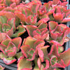 [PACK of 10 PLANTS] x  Echeveria 'Dick's Pink'