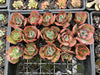 [PACK of 10 PLANTS] x Echeveria 'Bump'