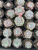 [PACK of 10 PLANTS] x Echeveria 'Blue Surprise' (Ech. Lilacina Hyb )