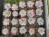 [PACK of 10 PLANTS] x Echeveria Laulensis (has marks)