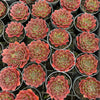 [PACK of 10 PLANTS] x Jovibarba heuffelii 'Inferno'