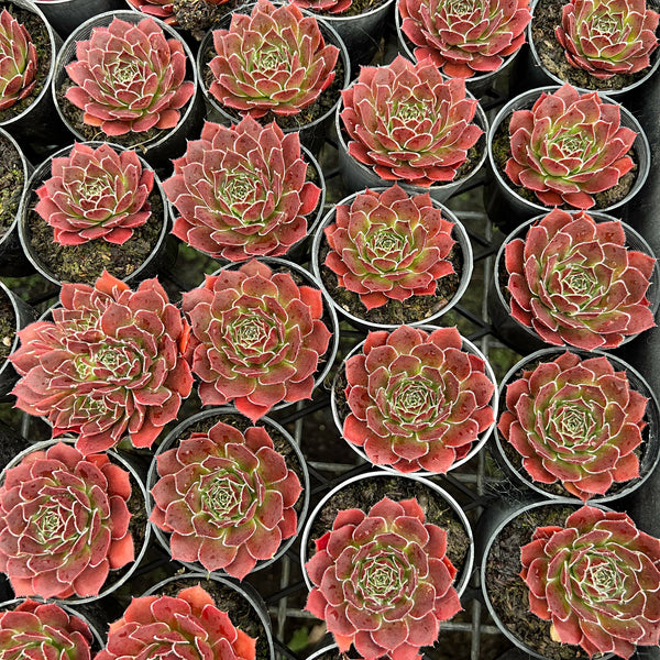 Jovibarba heuffelii 'Inferno'