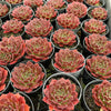 [PACK of 10 PLANTS] x Jovibarba heuffelii 'Inferno'
