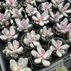 [PACK of 10 PLANTS] x Pachyphytum glutinicaule (lot of marks)
