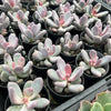 [PACK of 10 PLANTS] x Pachyphytum glutinicaule (lot of marks)