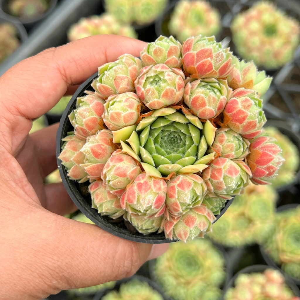 Sempervivum 'Atlanticum' (CLUSTER)