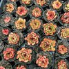 [PACK of 10 PLANTS] x  Echeveria 'Puli-lindsayana'