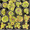Sempervivum caucasicum (w/1 pup)