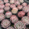 [PACK of 10 PLANTS] x Echeveria 'Rosita' (KRF)