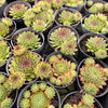Sempervivum caucasicum (w/1 pup)
