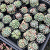 [PACK of 10 PLANTS] x Echeveria White Line  (w/pup)