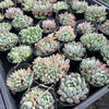 [PACK of 10 PLANTS] x Echeveria White Line  (w/pup)