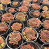 [PACK of 10 PLANTS] x Sempervivum 'Granby'