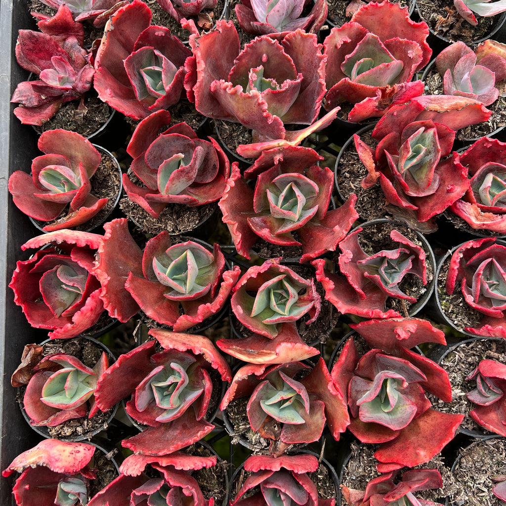 [PACK of 10 PLANTS] x Echeveria Gibbiflora Diamont States Reversa