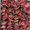 [PACK of 10 PLANTS] x Echeveria Gibbiflora Diamont States Reversa